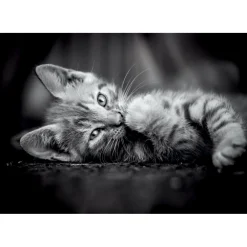 Clementoni Puzzel 1000 stuks kitten compact