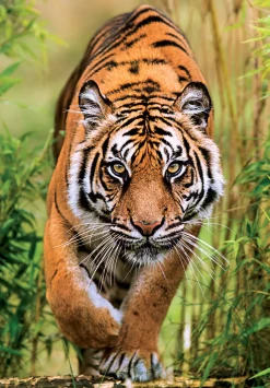 Clementoni puzzel Sumatraanse tijger 1000 stukjes